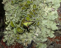 Umbonia