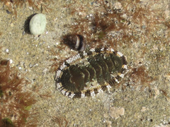 Sypharochiton sinclairi