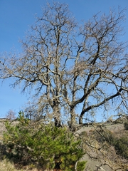 Quercus lobata