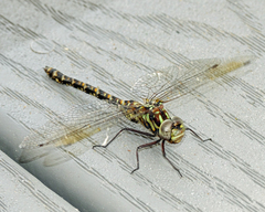 Gomphaeschna furcillata