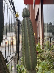 Trichocereus macrogonus
