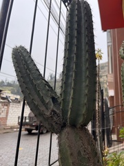 Trichocereus macrogonus