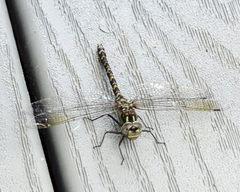 Gomphaeschna furcillata