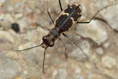 Cicindela schauppii