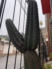 Trichocereus macrogonus