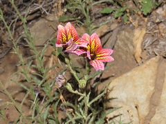 Salpiglossis sinuata