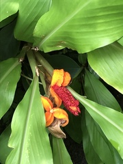 Hedychium horsfieldii
