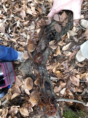 Auricularia auricula-judae