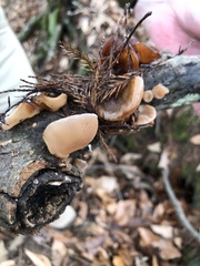 Auricularia auricula-judae
