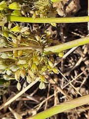 Allium pseudoflavum