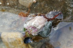 Aulactinia verrucosa