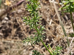 Ferulago galbanifera