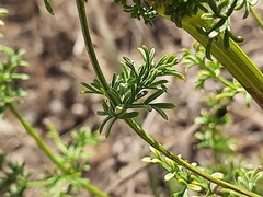 Ferulago galbanifera
