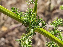 Ferulago galbanifera