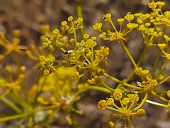 Ferulago galbanifera