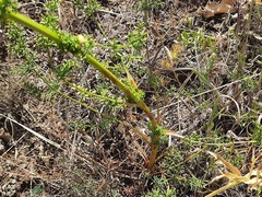 Ferulago galbanifera