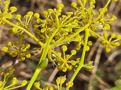 Ferulago galbanifera