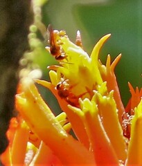 Tetragonisca angustula