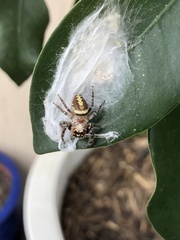 Opisthoncus quadratarius