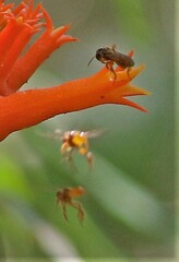 Tetragonisca angustula