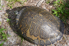 Pseudemys peninsularis