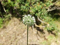 Allium albiflorum