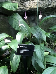Anthurium amnicola
