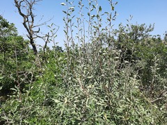Pyrus salicifolia