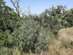Pyrus salicifolia