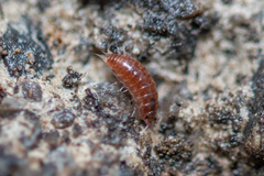 Trichoniscus pusillus