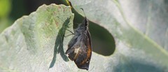 Theagenes aegides