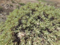 Astragalus denudatus