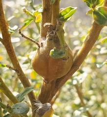 Gnorimoschema baccharisella