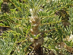 Astragalus denudatus