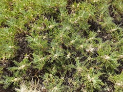 Astragalus denudatus