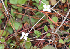 Houstonia procumbens
