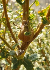 Gnorimoschema baccharisella