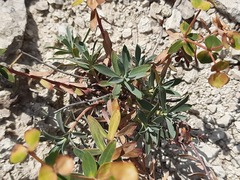 Euphorbia glareosa