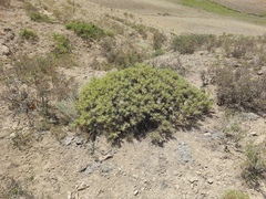 Astragalus denudatus