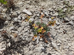 Euphorbia glareosa