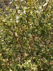 Gnorimoschema baccharisella