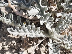 Matthiola odoratissima