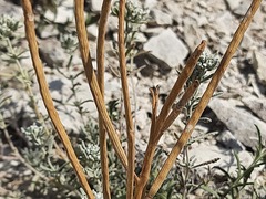 Matthiola odoratissima