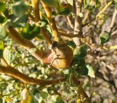 Gnorimoschema baccharisella