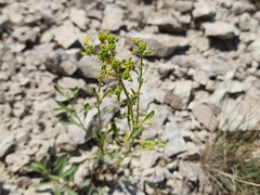 Reseda globulosa