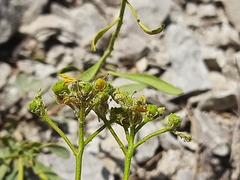 Reseda globulosa