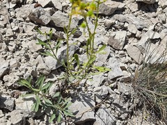 Reseda globulosa