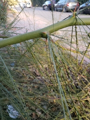Parkinsonia aculeata