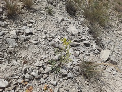 Reseda globulosa