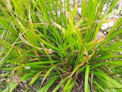Oryzopsis virescens